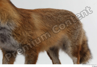  Red fox back body 0002.jpg